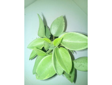 Pixie Lime - 300 ���.