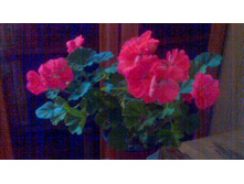 Flamming Kate(������)