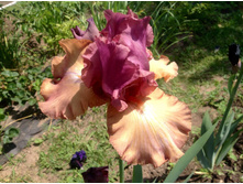 ���� ��������� ���� ��������.jpg