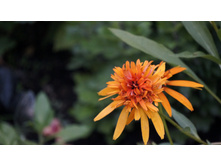 Echinacea (��������) Marmelade