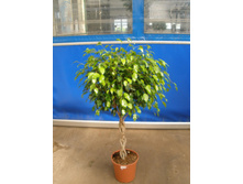 ����� ������� ����� ���������� Danielle Twisted Stem- 650 ���.