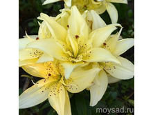 ����� �������� ���� (26,74)