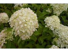 ��������� ����������� (����� ����) ��������� ���������.jpg