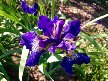 ���� ��������� Golden Edgs.jpg