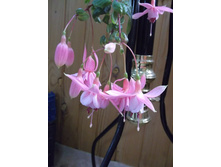 ������ Pink Galore.JPG