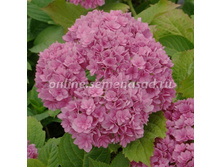 ��������� �������������� (����� ����) � ��� �� ������ (������ �������, ��������.jpeg