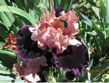 ���� ��������� ����.jpg