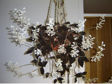 ������� �������� (Ludisia discolor)-