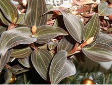������� �������� (Ludisia discolor)-