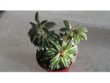 ��������� ������� �����