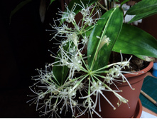 ������� ��������� ���� MIKE (Surculosa Mike)-