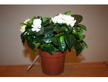 �������� ������������� -