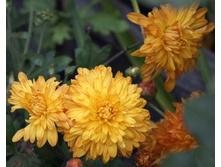 ���������� ���������� ��������