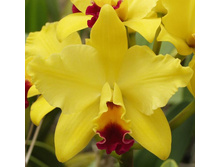 ������� ���� LIME- 450-500 ���.