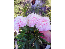 IMG 20180623 180315~2.jpg