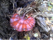 IMG 20181006 143932.jpg