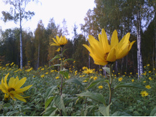 IMG 20181009 165311.jpg