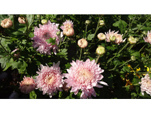 ������� ���