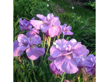 ���� ��������� �������� ���� (2).jpg