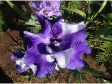 ���� ��������� ���������� ����� �����.jpg