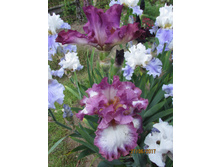 ���� ��������� ������ ���������.jpg