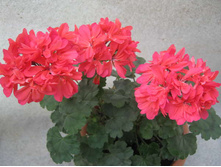 ���������� Brookside flamenko(������)