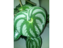 Costa Rica - 600 ���