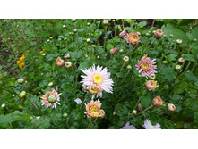 �������� �������������