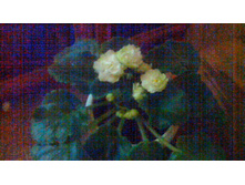 ������ Spring Rose