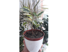 ����� � ������������� ������