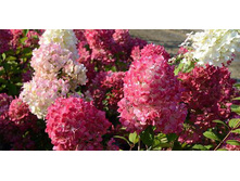 ��������� ����������� (����� ����) ������� ��� (������ �����, ������������� ��������-������� ����).jpg