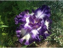 ���� ��������� ����� ��� ��.jpg