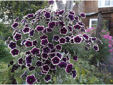 ������� Cascadias Rim Magenta.JPG