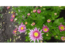 ���������� ������ ���������