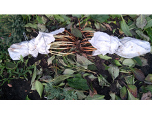 27 �������