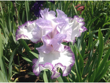 ���� ��������� ��������� �����.jpg