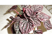 ��������� ��� ���� - 450 ���.