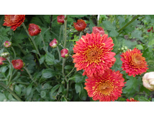 ��������� �����