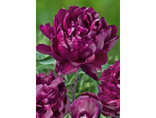 ���� ����� ����.jpg