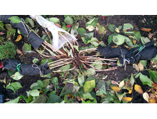 IMG 20181027 112113.jpg