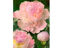 ���� ����� �����.jpg