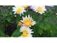 ������ ��� 2116