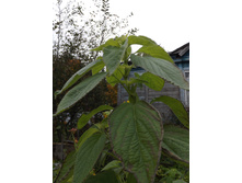 DSCF6757.JPG