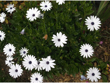 ������������ daisy white.JPG