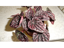 ��������� ��� ����