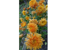 ������ �����