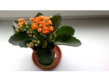 �������� �����.jpg