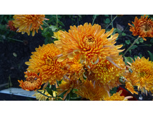 ������ �����