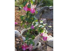 ������ Marbeller Flying Scotsman.JPG