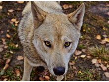 ����� ���� - ������ ݣ��! ;))